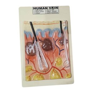 human-skin-model-on-board